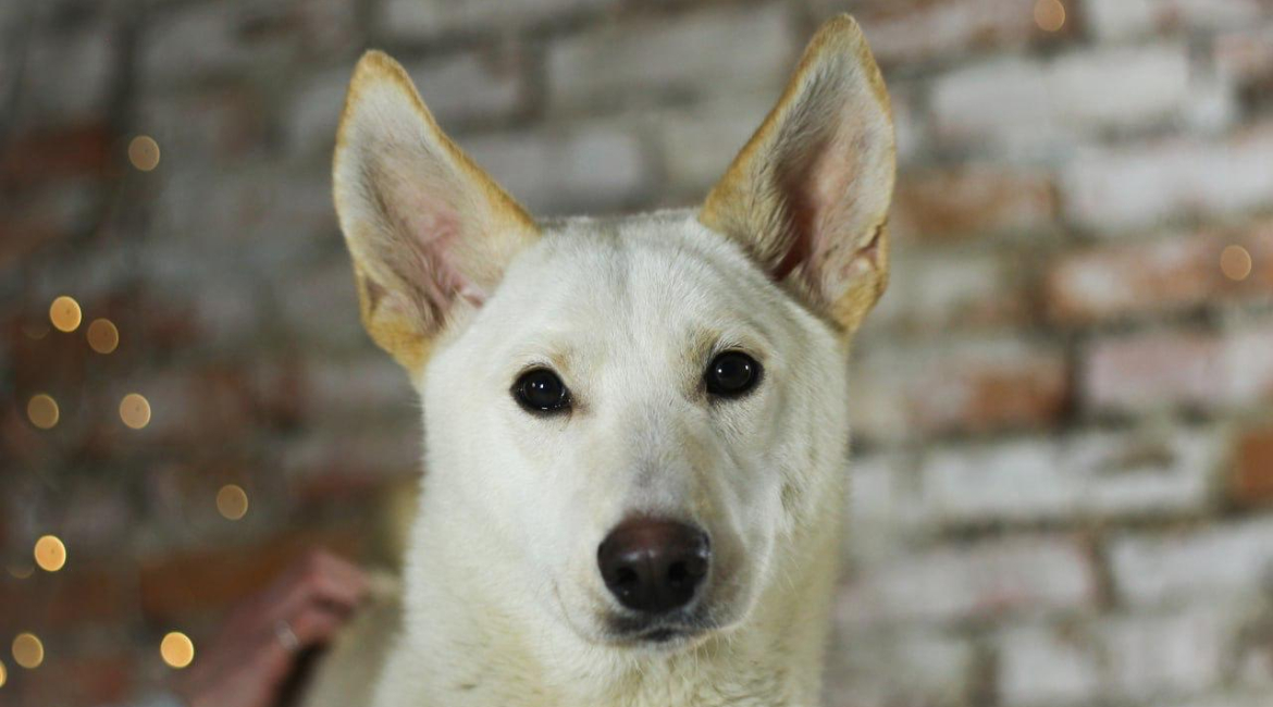 Chiens à adopter